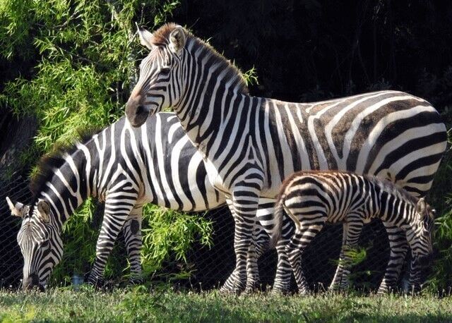 zebra mom dad and baby.jpg