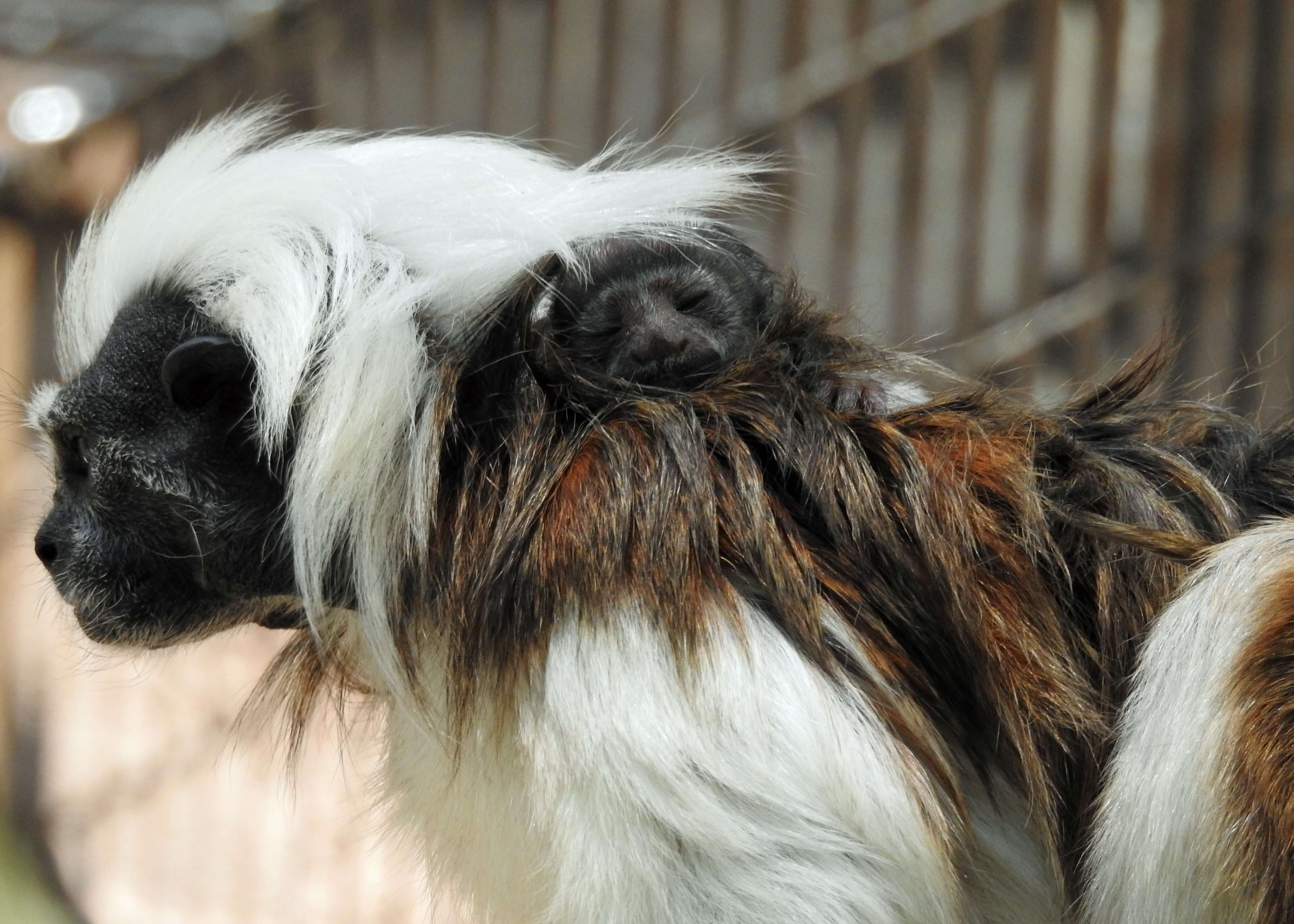 The Cape May County Zoo welcomed a new cotton-top tamarin to the zoo Aug. 3. The baby is the first of its species born at the zoo in over 17 years.