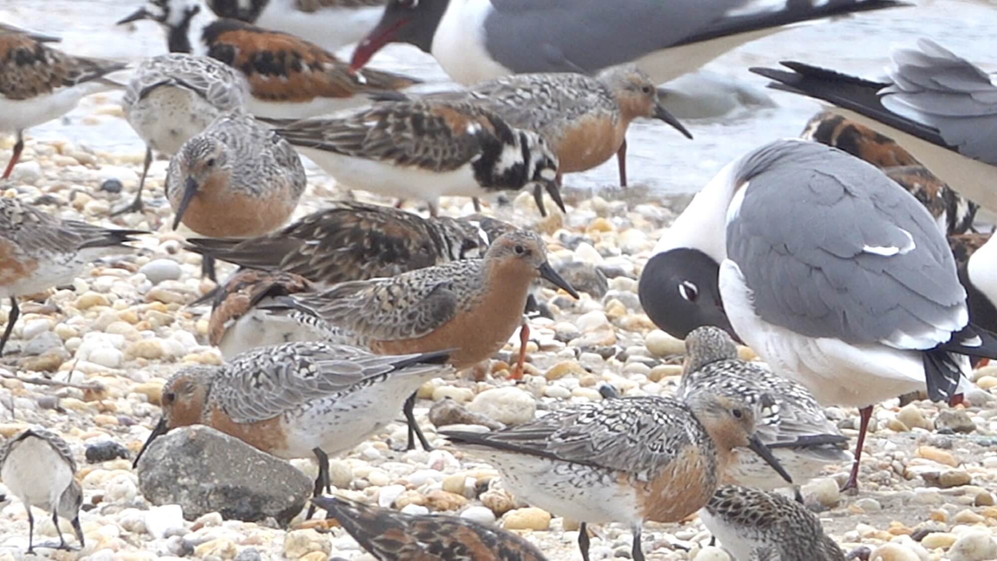 The numbers of red knots migrating north to the Arctic this spring were off compared to other years