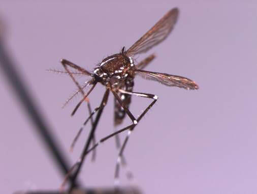 State Mosquito Control Commission Holds 500th Session; Urges Public's Help Controlling Insects