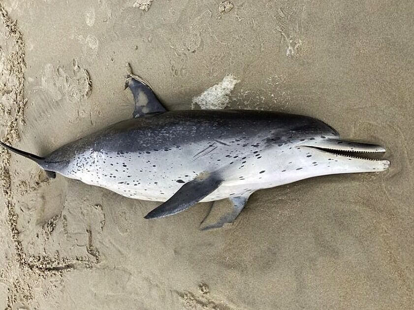 An Atlantic spotted dolphin
