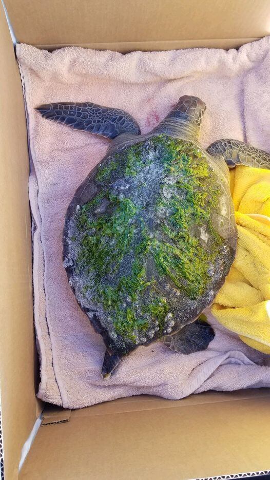A Marine Mammal Stranding Center volunteer Dec. 6 discovered the season’s first cold-stunned turtle floating in the bayside waters in North Cape May