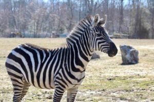 The Cape May County Zoo welcomed "Lydia