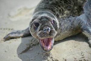 Marine Mammal Stranding Center Officials are asking people to keep a distance from seals. 
