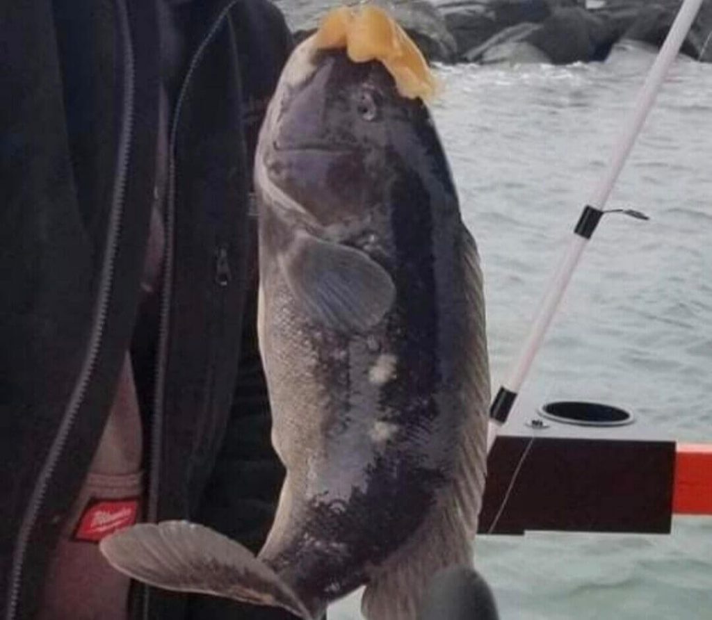 An up-close view of a nice blackfish.