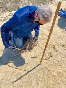 Middle Township Mayor Timothy Donohue plants grass during a recent project to protect several township beaches. 