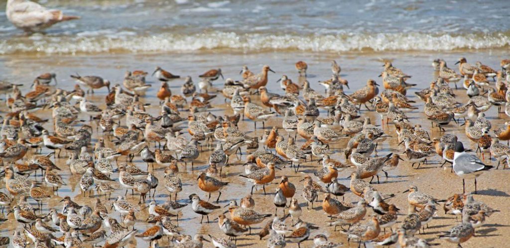 CNTY STORY - Shorebird Stewardship Program.jpg