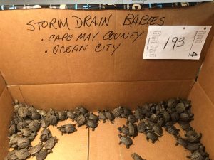 A batch of baby terrapin turtles were rescued from an Ocean City storm drain. They are now under Stockton University’s care before being released back into the wild. 