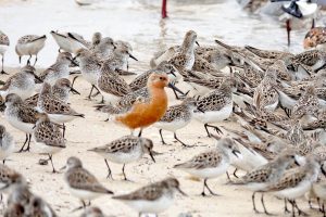 Shown is a file photo of red knots on a Delaware Bay beach.