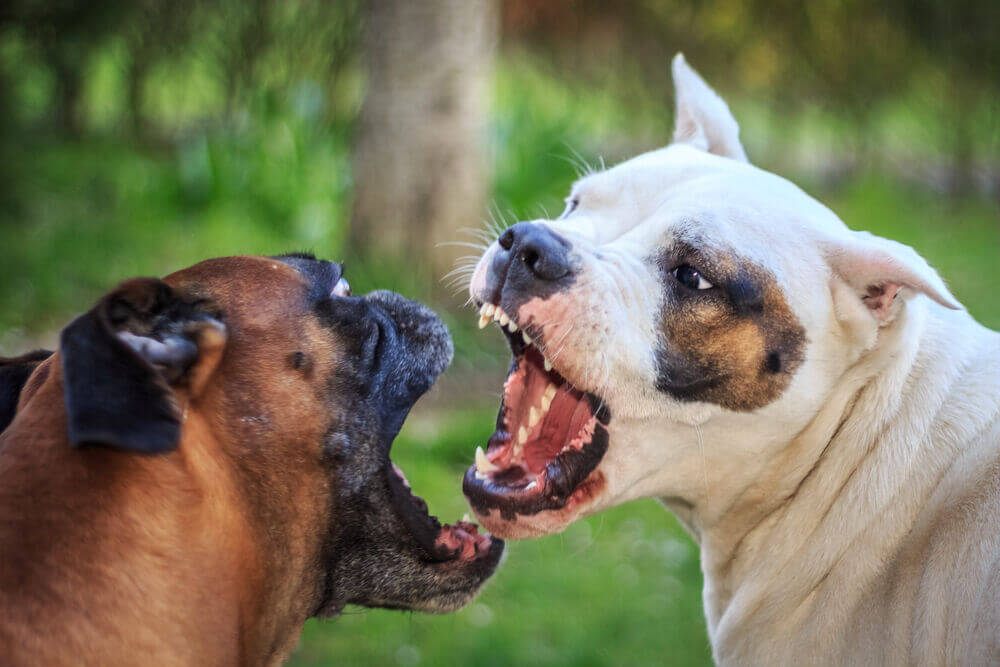 Fighting Dogs - Shutterstock