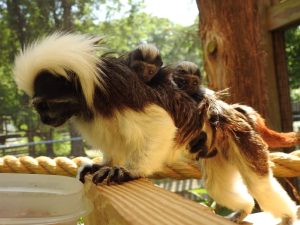 Two new baby cottom-topped tamarin's joined the Cape May County Zoo family May 13. 