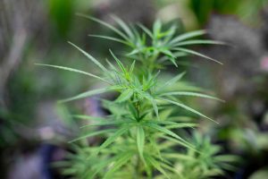 Marijuana Plant - Shutterstock