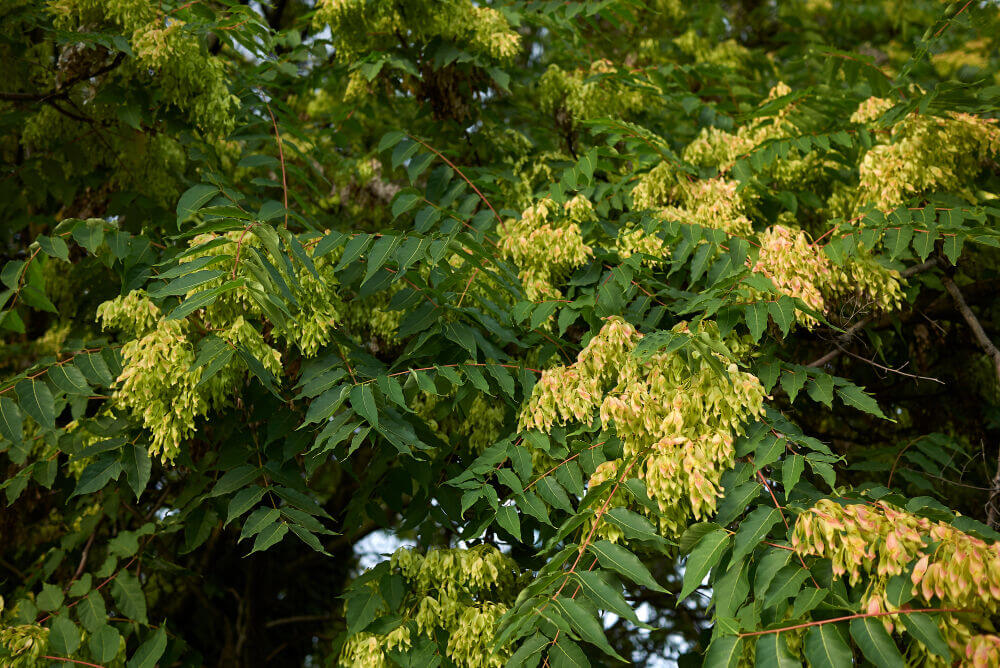 Ailanthus Atissima - Shutterstock