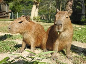 CMCo Zoo Capybaras.JPG