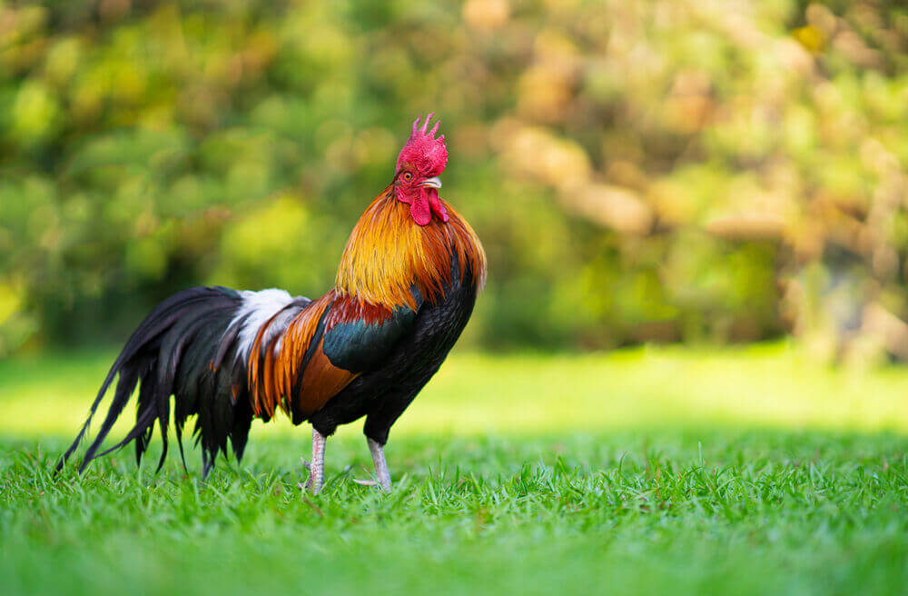 Rooster - Shutterstock