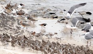Red Knots still require stopover habitats like the Delaware Bay region which are rich in easily digested foods.