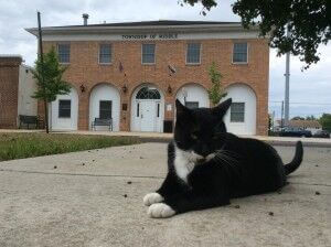 Courthouse the Cat died peacefully Oct. 15.