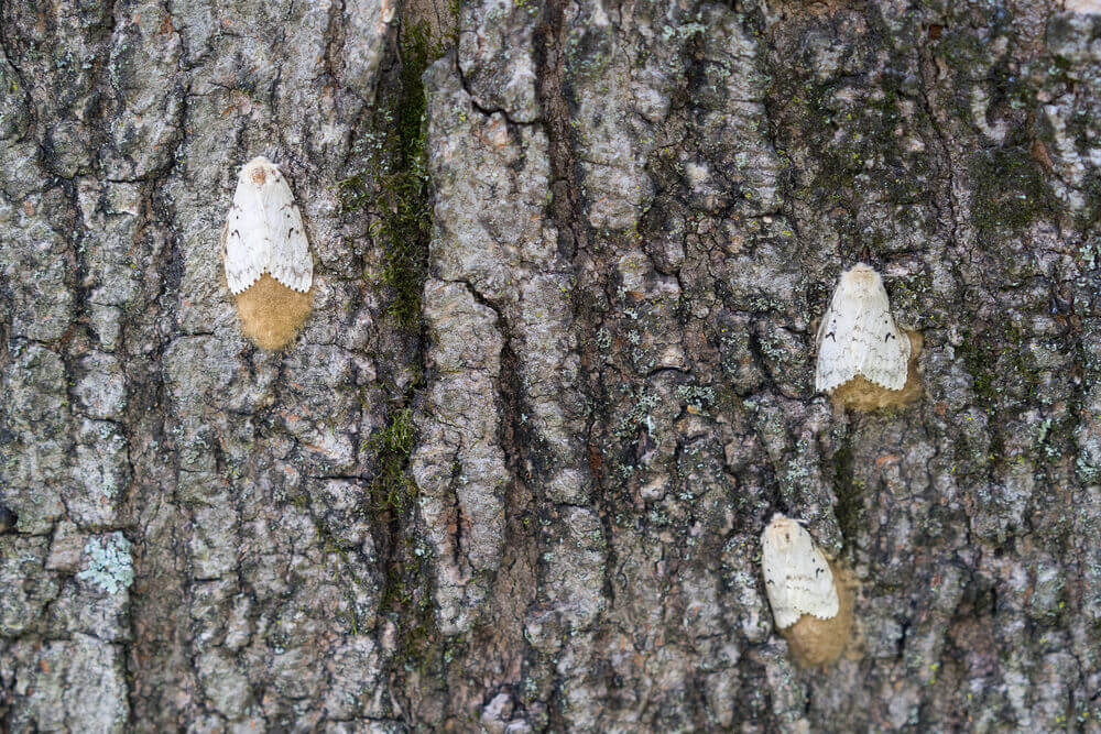 Gypsy Moths - Shutterstock