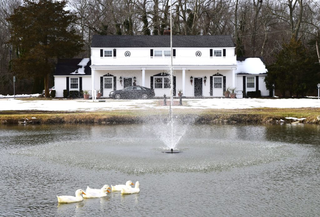 Five pekin ducks swim in the pond in front of Evoy Funeral Home; the funeral home worked with a local duck lover to help them survive the winter. 