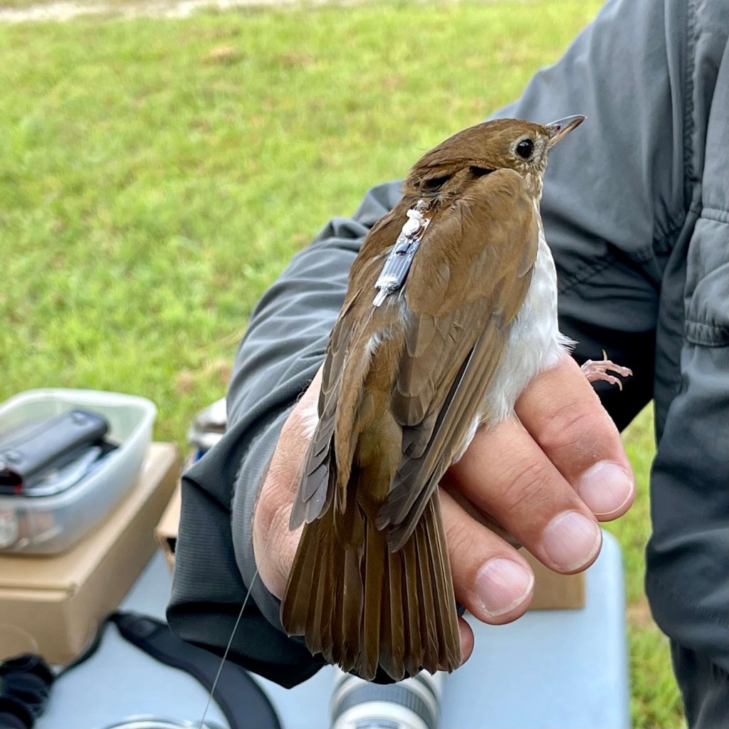 A veery wearing a HybridTag