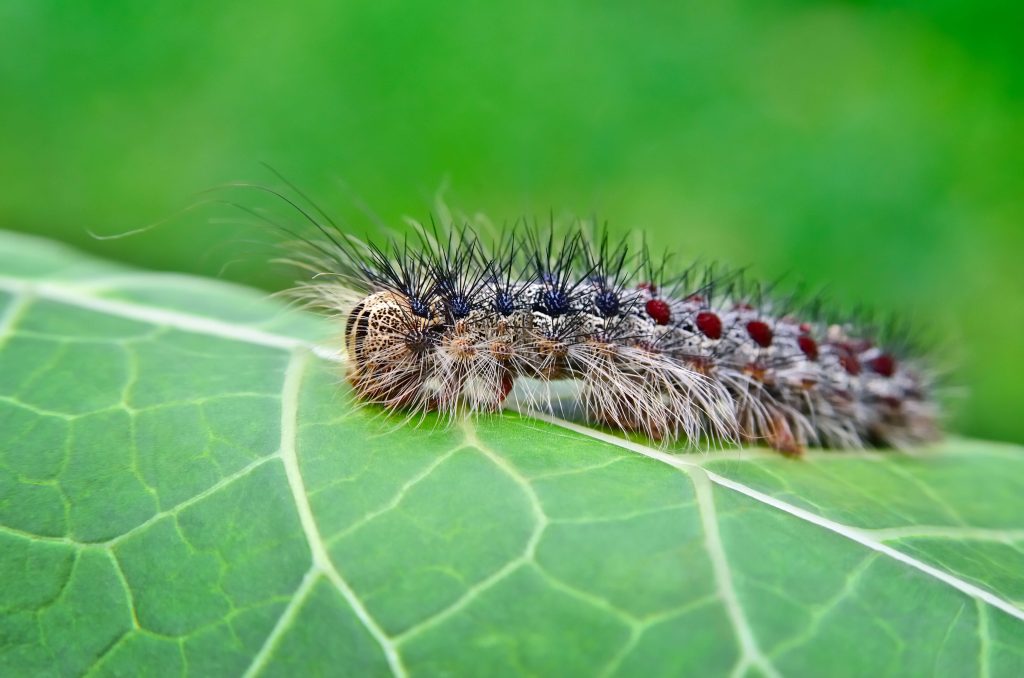 Gypsy moth caterpillar crawling leaves.