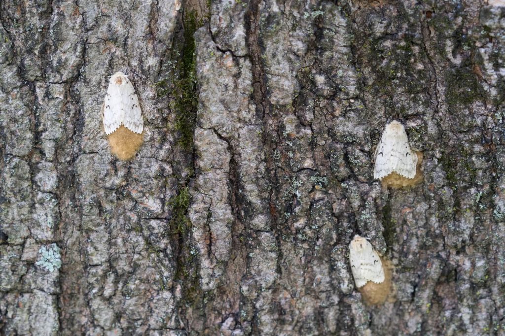 GYPSY MOTHS ON A TREE FILE PHOTO