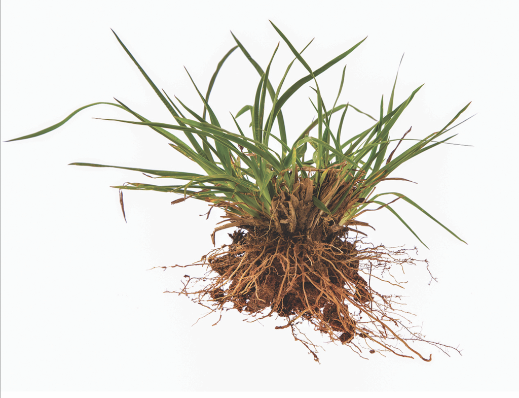 Crabgrass