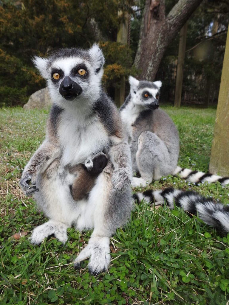 Zoo - Baby Ring tail Lemur.jpg