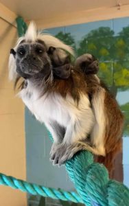 Zoo - Cotton-top tamarin twins 2022.jpg