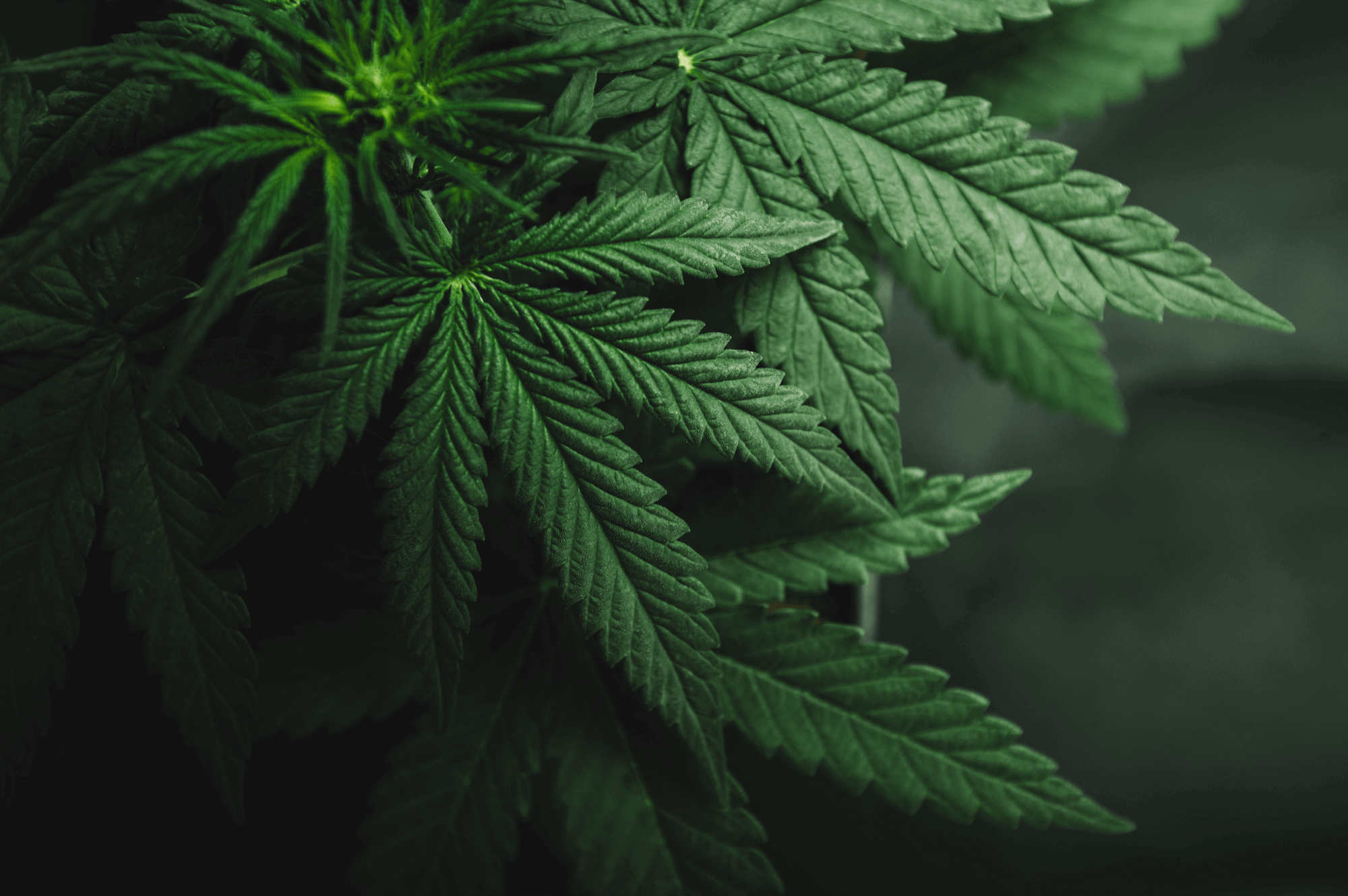 Weed Picture.png