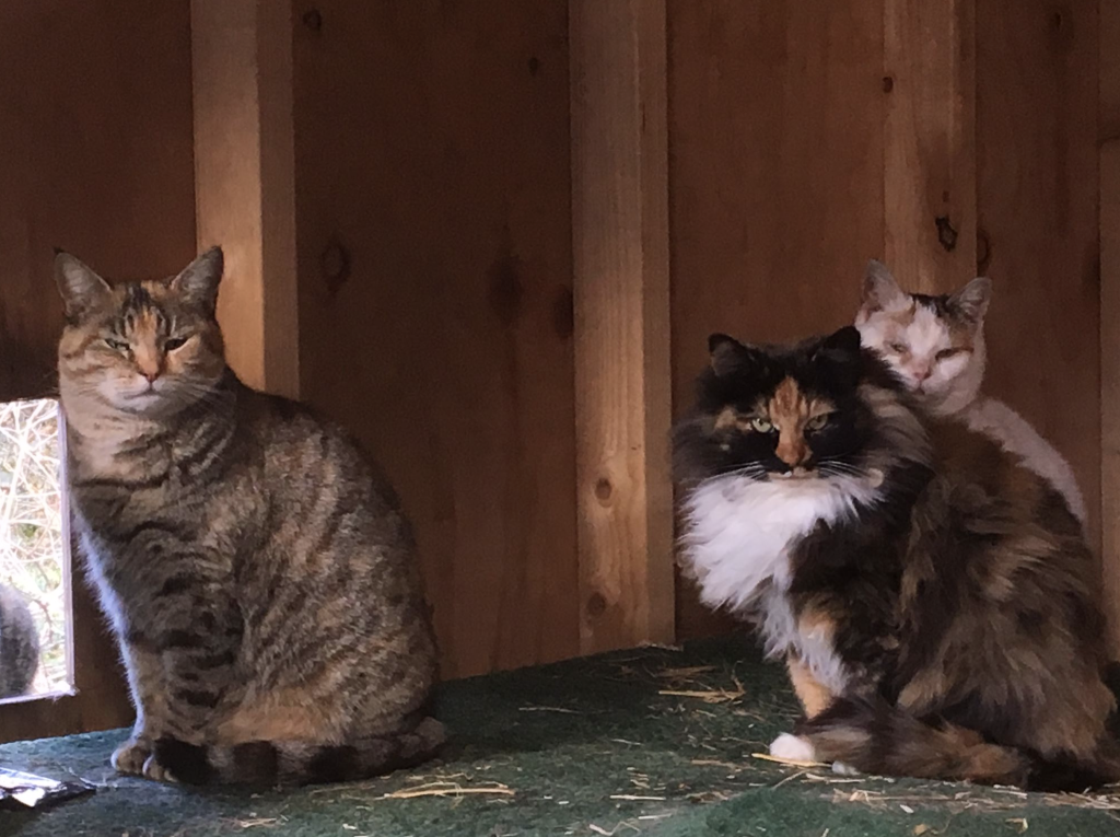 Feral cats in an enclosed shelter to help keep them safe from the elements.