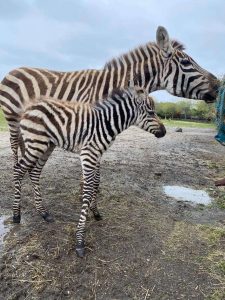 Gretta and her female foal