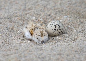 A baby piping plover waiting for its sibling to hatch.