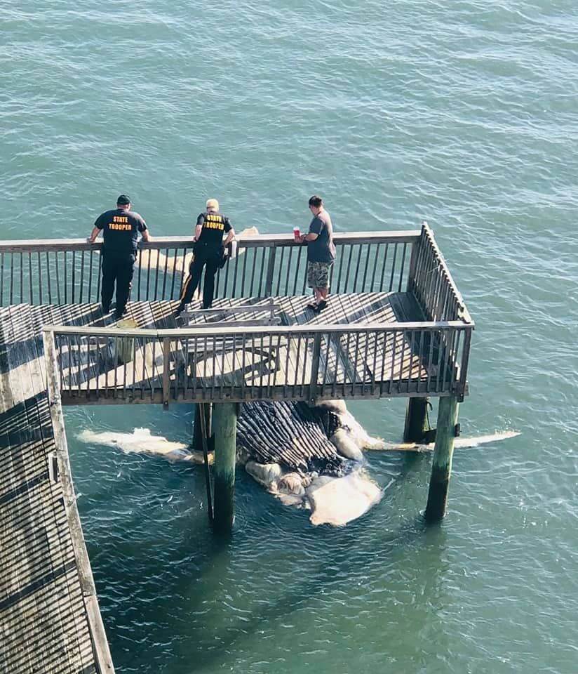 New Jersey State Police assess the situation underneath a dock where a humpback whale's body was found July 10