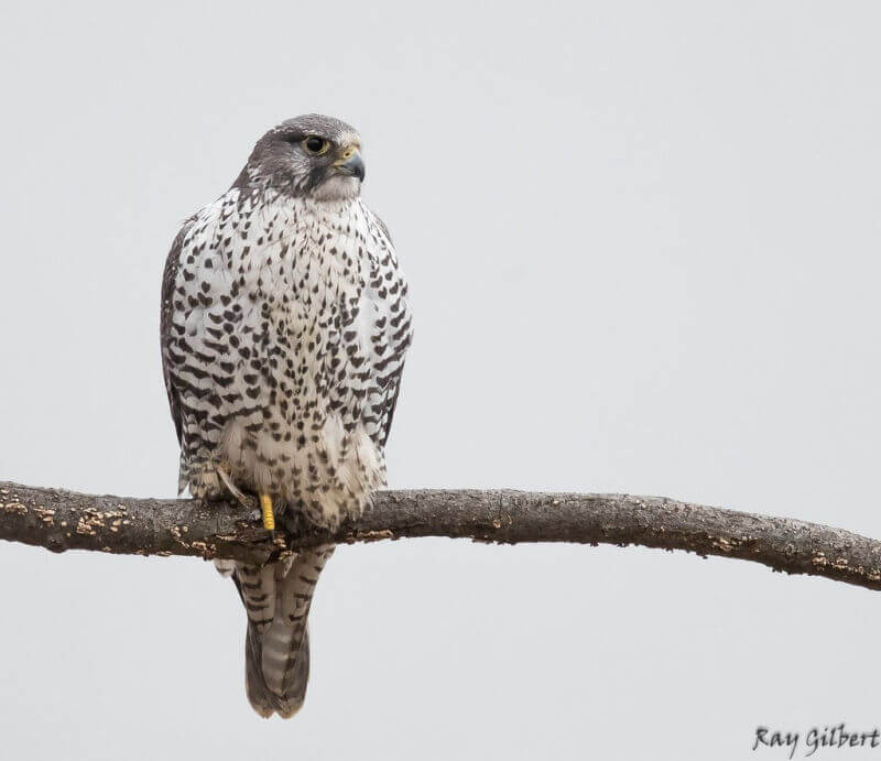 A rare gyrfalcon. The sighting of this species near the restored Seven Mile Island marshlands was a sign of project success according to Dr. Lenore Tedesco