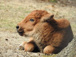 The bison calf born Aug. 18 at the Cape May County Zoo.