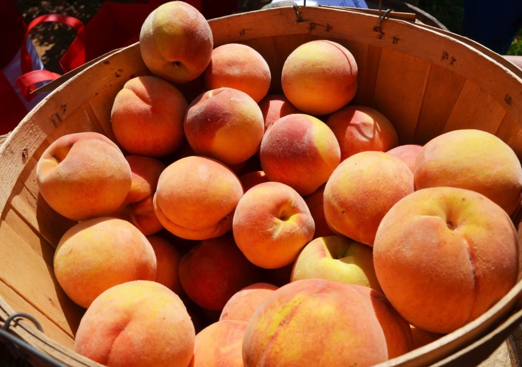 Fresh Jersey peaches in a basket at a farm