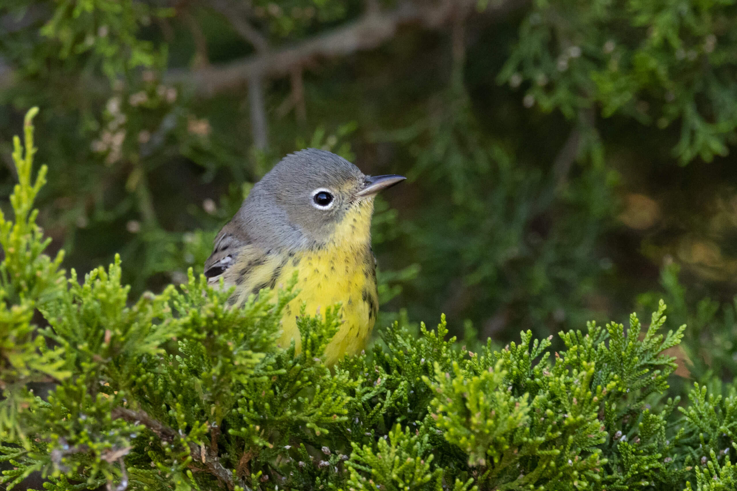 An immature Kirtland’s warbler