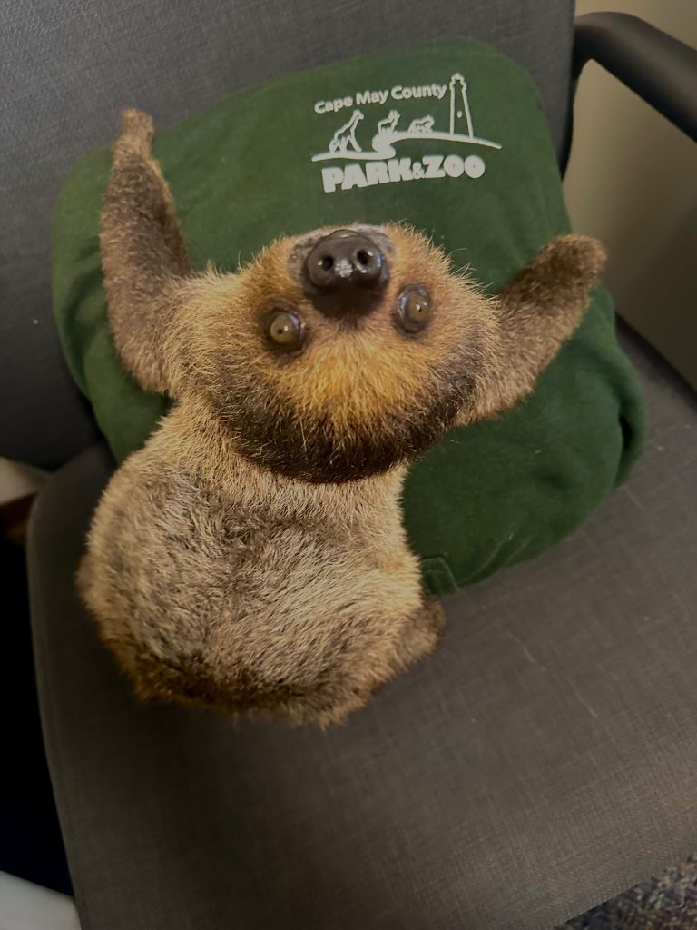 A three-toed sloth