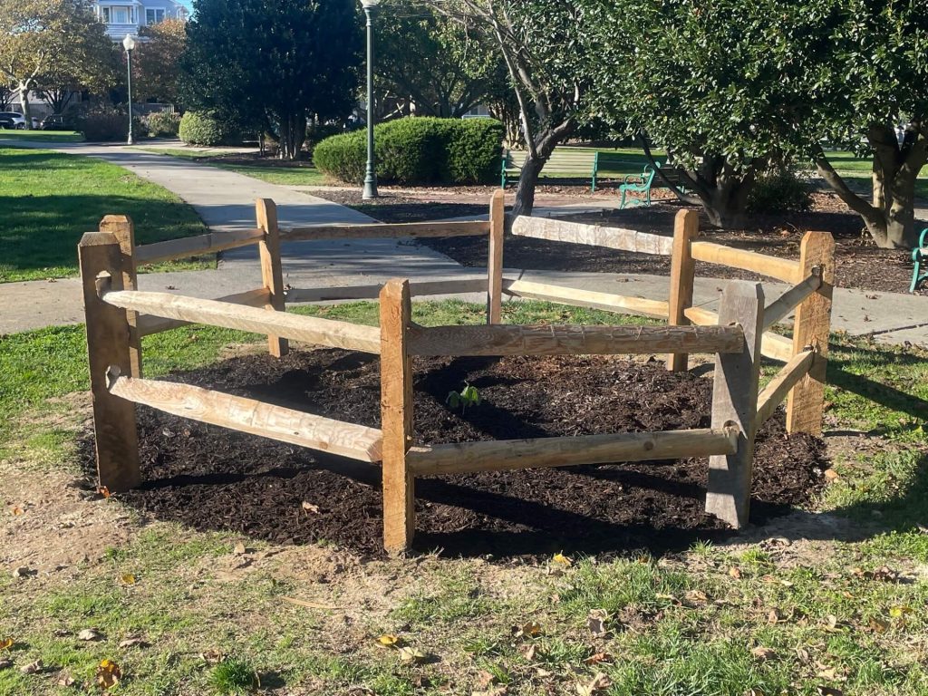 The Salem Oak seedling in Ocean City