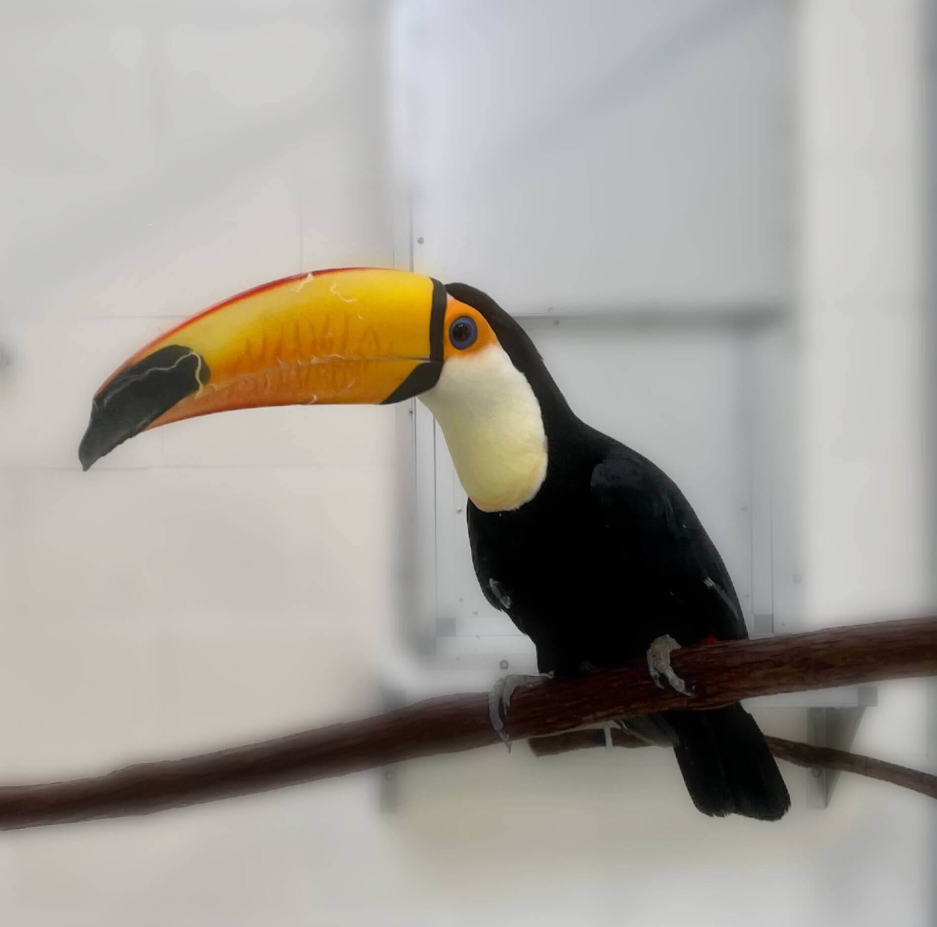 Say hello to the newest animal at the Cape May County Zoo