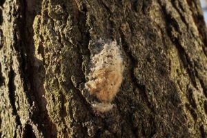 A Gypsy Moth egg sac is captured on tree bark.