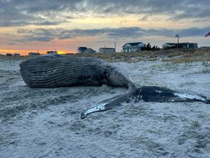A humpback whale washed up on the beach of Strathmere Dec. 10.