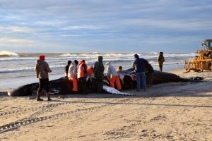 A necropsy performed on a humpback whale that washed ashore in Brigantine Jan. 12 revealed that “the whale suffered blunt trauma injuries consistent with those from a vessel strike