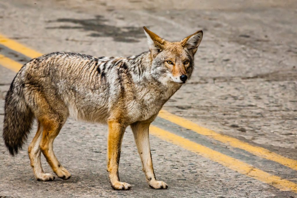 A coyote crosses the street in this stock image. 