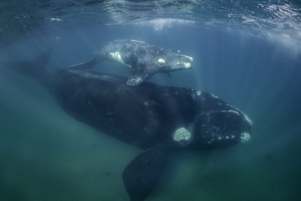 Right whales are endangered. Pictured are southern right whales