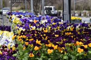 A variety of jump-up violas at Secluded Acres. 
