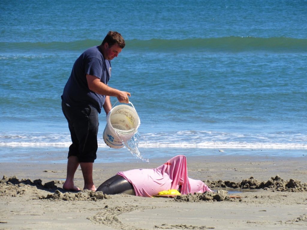 First responders tried to keep the stranded dolphins wet March 21. 