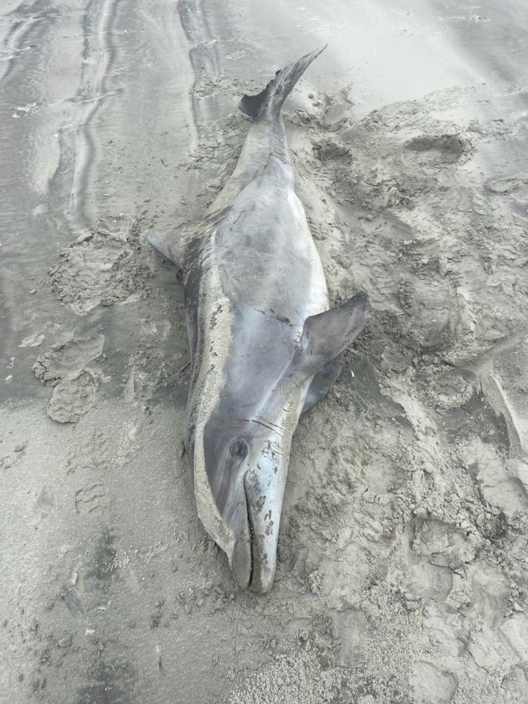 A bottlenose dolphin was recently found dead on Avalon's 50th Street beach.