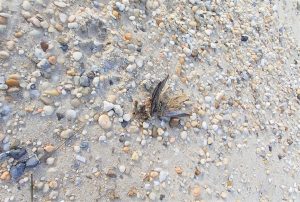 Shown are the remnants of a robin found along the Delaware Bay where at least 20 were found dead on the beach in Villas. The U.S. Department of Agriculture collected some of the birds for testing March 30.